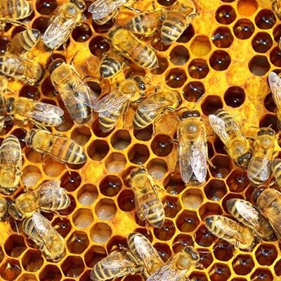 HIVE, WORKER, CELLS, DRONE, COLONY, QUEEN, INSECTS, BEES, APIARY