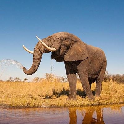 ELEPHANT, TUSKS, IVORY, JUMBO, TRUNK, REFLECTION, AFRICAN, PACHYDERM, WATER