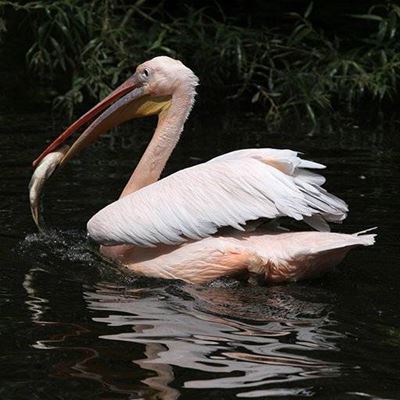 PELICAN, PLUMES, POCHE, ONDULATIONS, ROSE, POISSON, NAGER, AILES