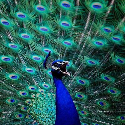 GREEN, BILL, PLUMAGE, BLUE, PEACOCK, FEATHERS, DISPLAY, TAIL