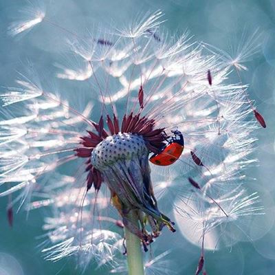 DANDELION, CLIMBING, SPOTS, FLUFFY, INSECT, PLANT, SEEDS, STEM, NATURE