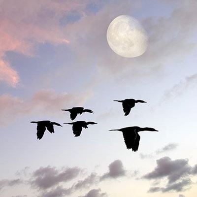 MIGRATION, SILHOUETTE, FLIGHT, WINGS, BIRDS, FLAPPING, TAILS, JOURNEY, MOON