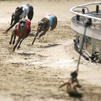 GREYHOUNDS, RACING, TRACK, WINNER, DOGS, LURE, BEND, RUNNERS, SPRINT