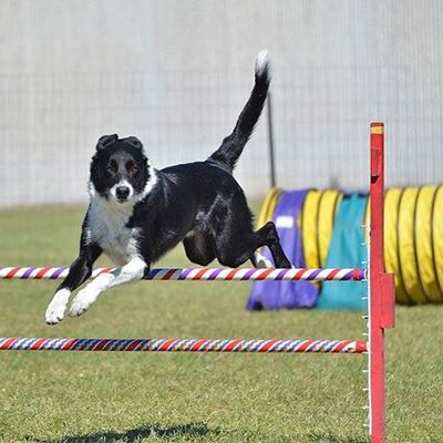 SHEEPDOG, TAIL, CANINE, COURSE, TRIALS, HURDLE, FENCE, HEIGHT, OBSTACLES