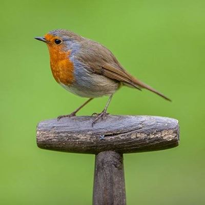 PERCHED, HANDLE, TOOL, FEATHERS, BEAK, ROBIN, REDBREAST, WILDLIFE, TAIL