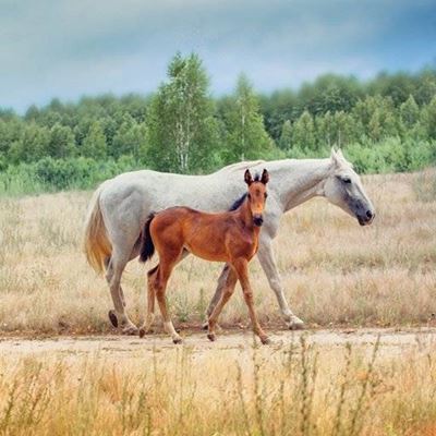 HORSES, EQUINE, TAIL, BROWN, MARE, FOAL, WHITE