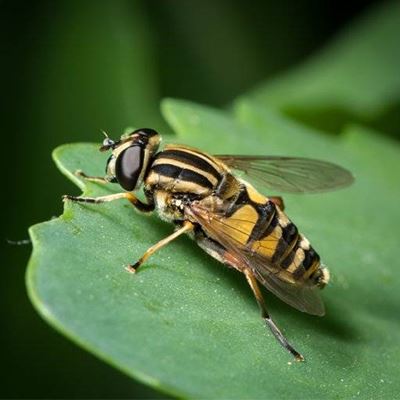 STRIPED, POLLINATOR, ANTENNAE, HOVERFLY, INSECT, WING, LEAF, HEAD, YELLOW