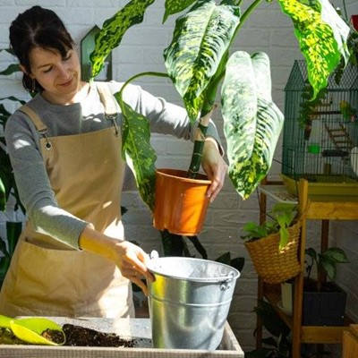 PLANTS, BIRD, BRICKS, SOIL, BUCKET, APRON, POTS, REPOTTING, LEAVES, CAGE, LADDER, BASKET