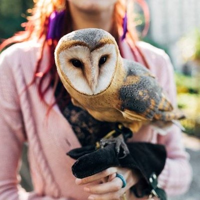 FEATHERS, BEAK, HAND, GLOVE, HAIR, OWL, EYES, PERCH, RING, CARDIGAN, TALONS
