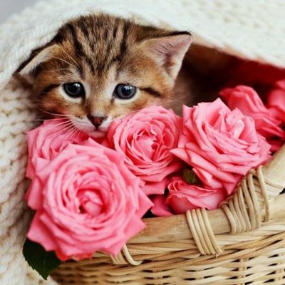 KITTEN, BASKET, ROSES, EARS, WHISKERS, PINK, WICKER, FUR, NOSE, STRIPES, PETALS