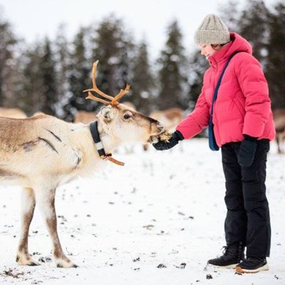 REINDEER, ANTLER, SNOW, FOOD, GLOVES, HAT, COLLAR, HOOVES, COAT, HANDBAG, BOOTS, WINTER