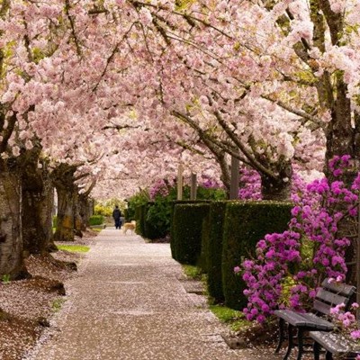BENCH, FLOWERS, TRUNKS, LEAVES, SPRING, PINK, PATH, BLOSSOM, HEDGES, NATURE, BRANCHES