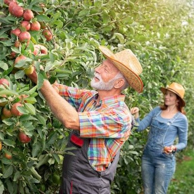 HARVEST, ORCHARD, APPLES, DUNGAREES, SHIRT, RED, TREES, BEARD, LEAVES, PICK, FRUIT, DENIM
