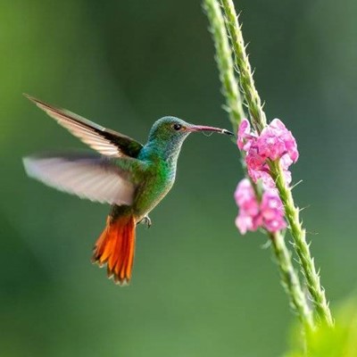 HUMMINGBIRD, FLOWER, TAIL, FEET, PETALS, NATURE, WINGS, BILL, EYE, FEATHERS, FLIGHT, NECTAR