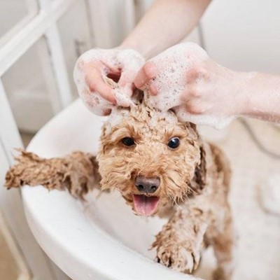 LATHER, BATHTUB, TONGUE, PAWS, FUR, HANDS, DOG, SHAMPOO, WASH, GROOMING, ARMS, BUBBLES