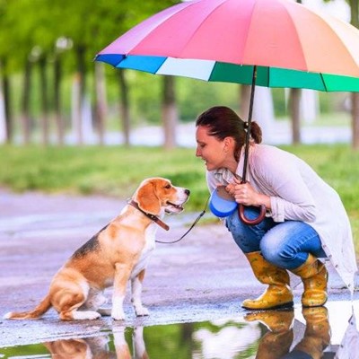 PUDDLE, BEAGLE, GRASS, WELLINGTONS, COLLAR, RAIN, UMBRELLA, LEAD, JEANS, TAIL, SITTING