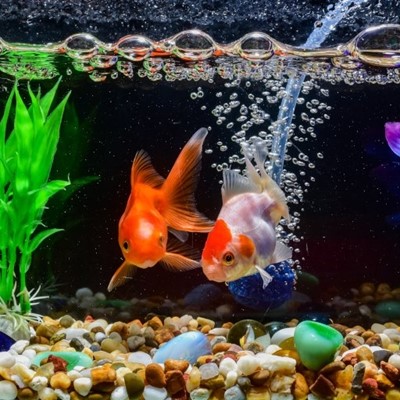 FISH, TANK, PEBBLE, GRAVEL, BUBBLES, TUBE, AQUARIUM, EYES, FINS, PLANT, LEAVES