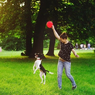 JUMP, DOG, COLLAR, THROW, GRASS, EXERCISE, FRISBEE, PLAYING, PARK, BELT, CATCH, JEANS