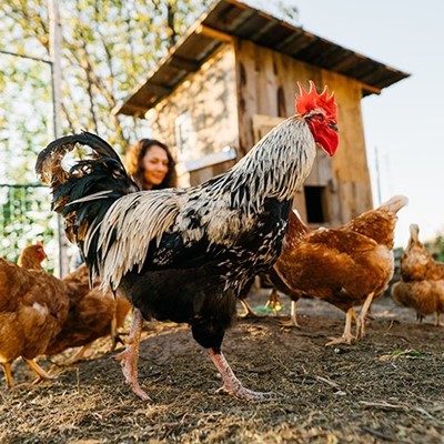 ROOSTER, FARM, CHICKENS, HENHOUSE, CLAWS, POULTRY, COOP, FEATHERS, HACKLE, COMB, STRAW, OUTDOORS