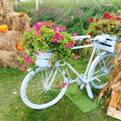 PUMPKIN, BICYCLE, GRASS, SPOKES, LEAVES, STAND, PEDAL, HAY, FLOWERS, PETALS, BOX, SADDLE