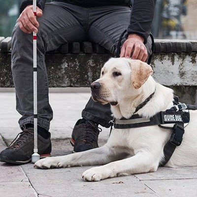 GUIDEDOG, ANIMAL, HARNESS, STONE, LACES, ASSISTANCE, LEGS, BOOTS, BENCH, COMPANION, PAW, WORKING