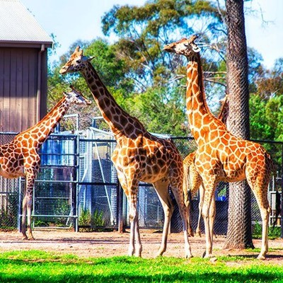 GROUP, TREES, TALL, SPOTTED, FENCE, HABITAT, GIRAFFE, GRASS, NECK, GATE, QUADRUPED