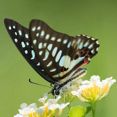 FLOWERS, POLLINATION, NECTAR, ANTENNA, NATURE, BUTTERFLY, INSECT, WINGS