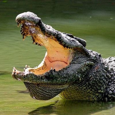 OPEN, REPTILE, WATER, MOUTH, JAWS, BITE, DANGER, CROCODILE, SCALES