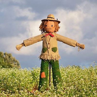 FIELD, GRASS, PATCHES, JACKET, NECKTIE, SCARECROW, CROPS, FACE, TROUSERS