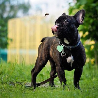 BUMBLEBEE, TONGUE, LICKING, PUPPY, LEAD, HEART, CANINE, HOVERING, FENCE