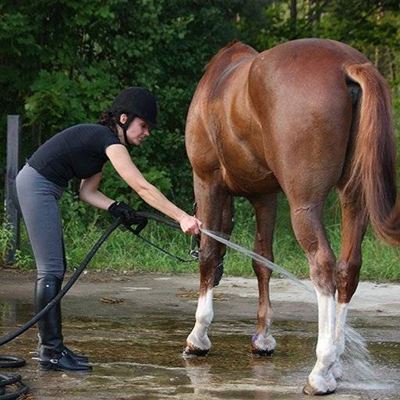 HORSE, STABLES, TAIL, GROOM, MARE, WASHING, MARKINGS, EQUINE, SPRAY