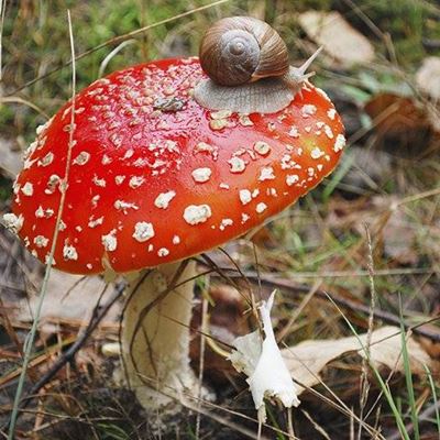 FUNGUS, TOADSTOOL, FOREST, POISONOUS, DEADLY, SNAIL, STALK, AUTUMN, LEAVES