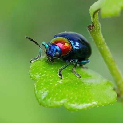 STALK, PLANT, ANTENNAE, REFLECTIVE, BLUE, BEETLE, INSECT, CARAPACE