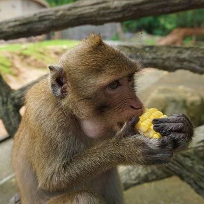 MACAQUE, CORN, FINGERS, THUMB, MONKEY, EATING, BRANCHES, TREAT