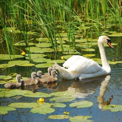 SWAN, CYGNET, WATER, REFLECTION, YOUNG, BIRD, SWIMMING, ADULT