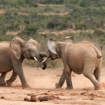 TUSKS, DUST, WILD, VEGETATION, PLAY, FIGHT, ELEPHANTS, TRUNK, EARTH, EARS, TAIL, NATURE