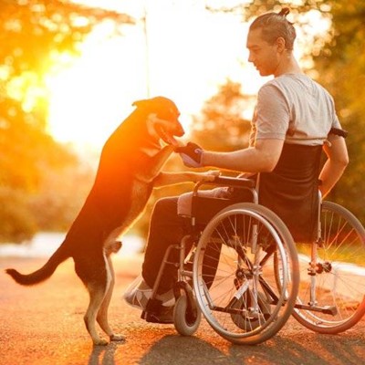 TAIL, SPOKES, GLOVES, PARK, SUNSHINE, FUR, DOG, PAWS, COMPANION, WHEELCHAIR, WHEELS, TREES