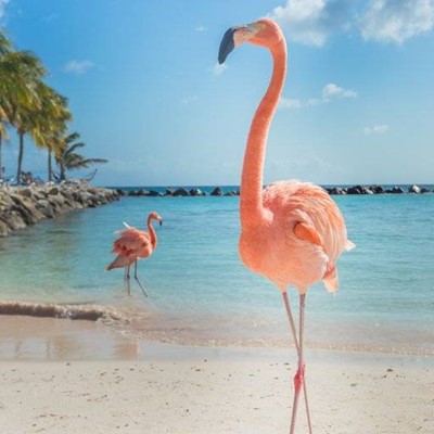 OCEAN, SAND, PINK, FEATHERS, PALMTREE, ROCKS, BEAK, BEACH, FLAMINGO, WAVES, BIRD, WATER